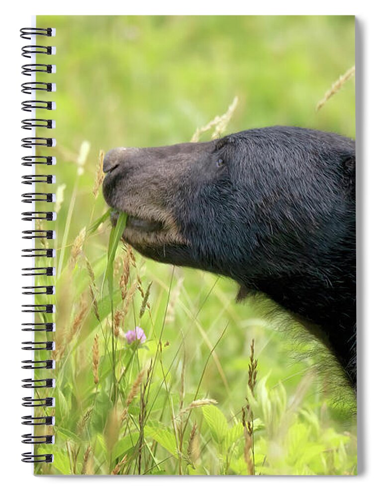 Bear Spiral Notebook featuring the photograph Great Smoky Mountains Black Bear - Eat Your Vegetables by Susan Rissi Tregoning