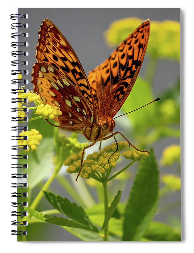 Butterfly Spiral Notebook featuring the photograph Great Spangled Fritillary Butterfly by Allin Sorenson
