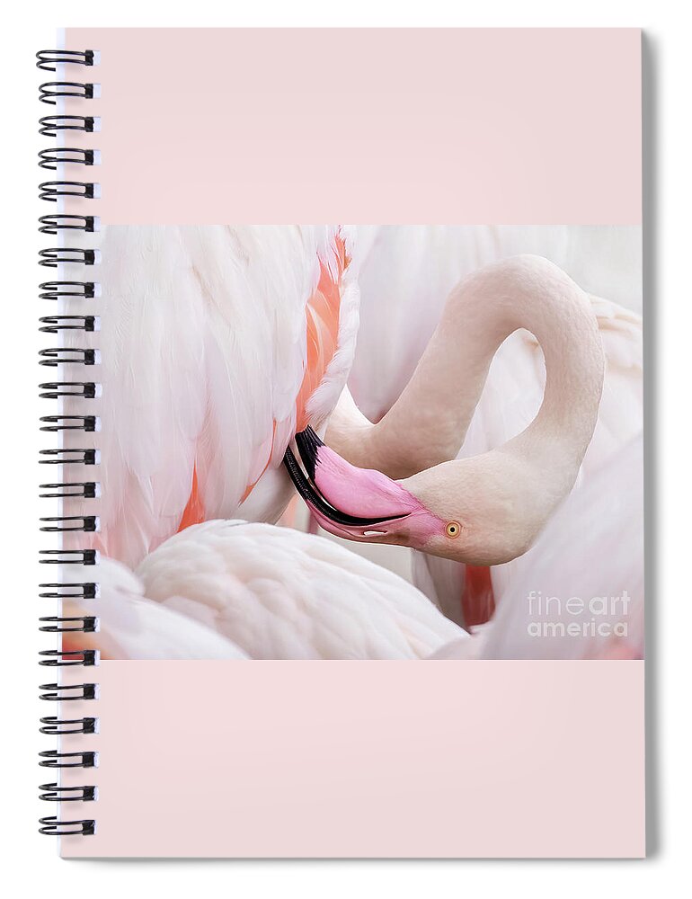 Flamingo Spiral Notebook featuring the photograph Greater flamingo preening by Jane Rix
