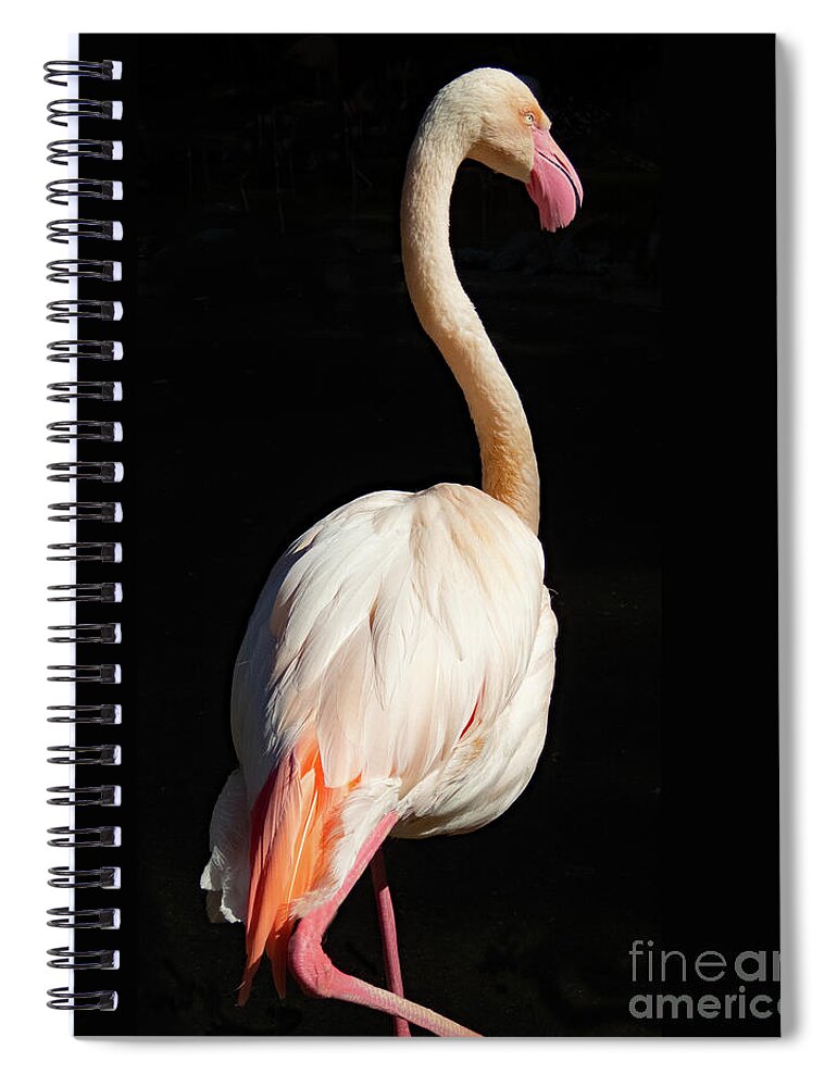 Greater Flamingo Spiral Notebook featuring the photograph Greater Flamingo wide by Cheryl Del Toro