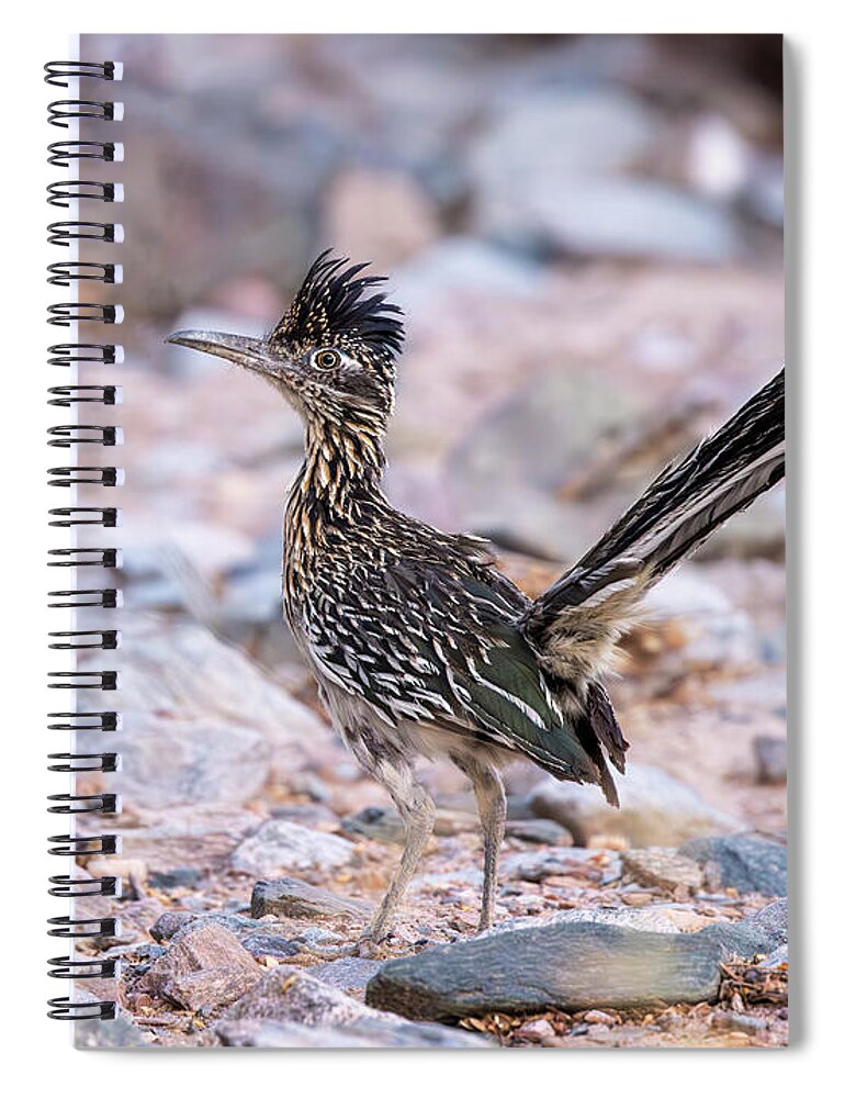 Arboretum Spiral Notebook featuring the photograph Greater Roadrunner by Rick Furmanek