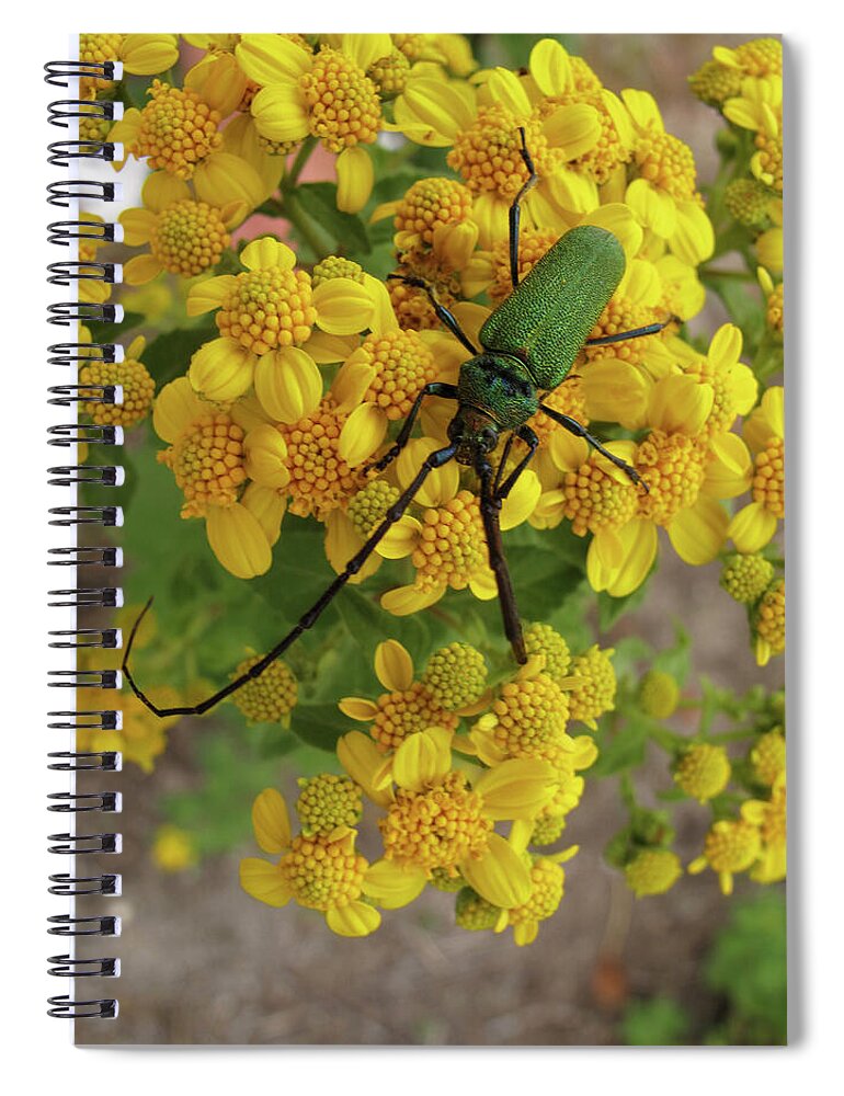 Beetle Spiral Notebook featuring the photograph Green beetle at Yagul, Oaxaca by Lorena Cassady
