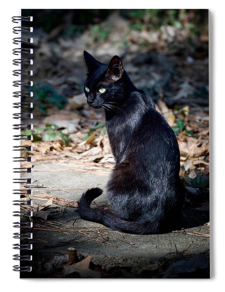 Cat Spiral Notebook featuring the photograph Green Eyes by DArcy Evans