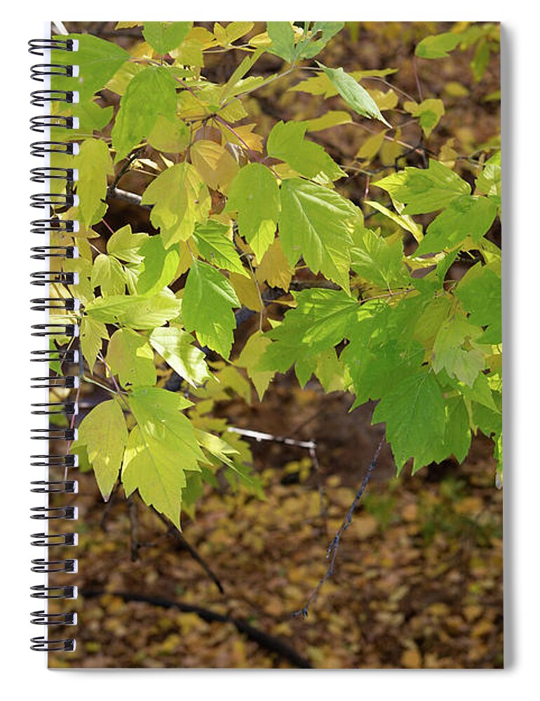 Leaves Spiral Notebook featuring the photograph Green Fall Leaves, Santa Fe by Jennifer Kane Webb