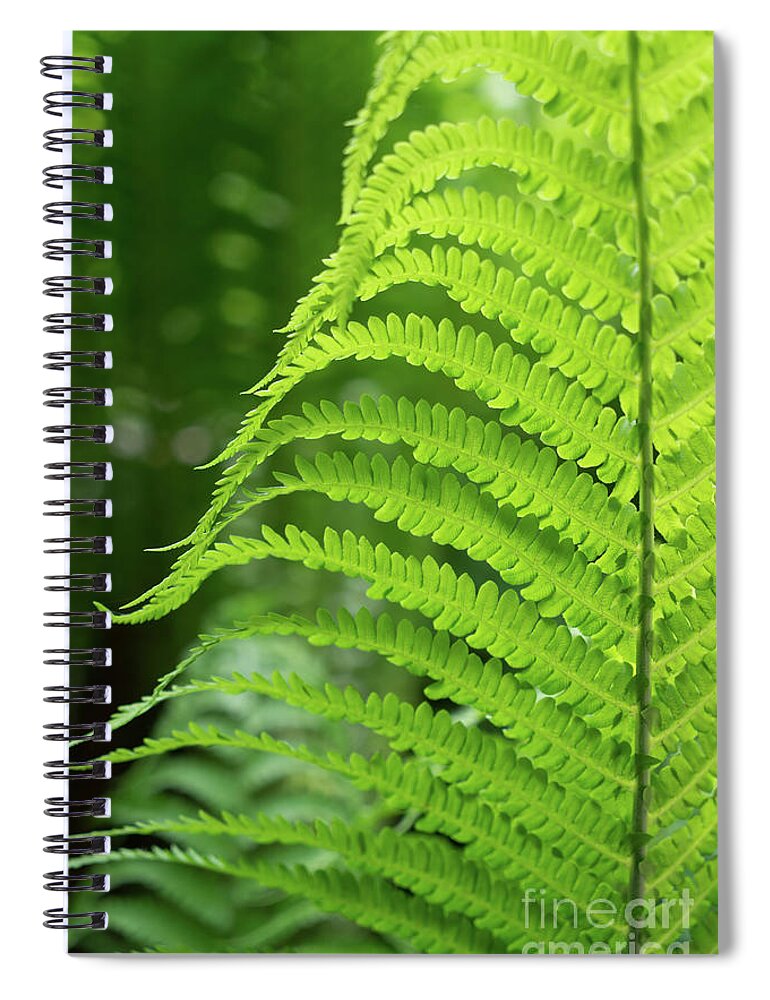 Fern Spiral Notebook featuring the photograph Green fern and summer dream in the forest by Adriana Mueller