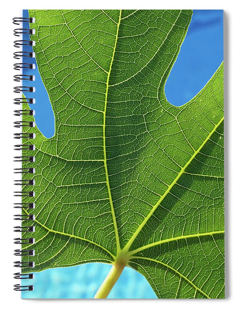 Fig Leaf Spiral Notebook featuring the photograph Green fig leaf and blue water by Adriana Mueller