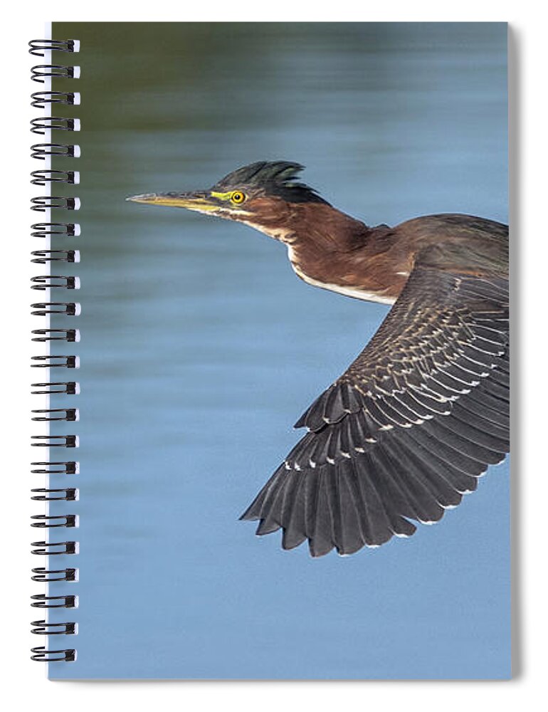 Green Heron Spiral Notebook featuring the photograph Green Heron 2201-111121-2 by Tam Ryan