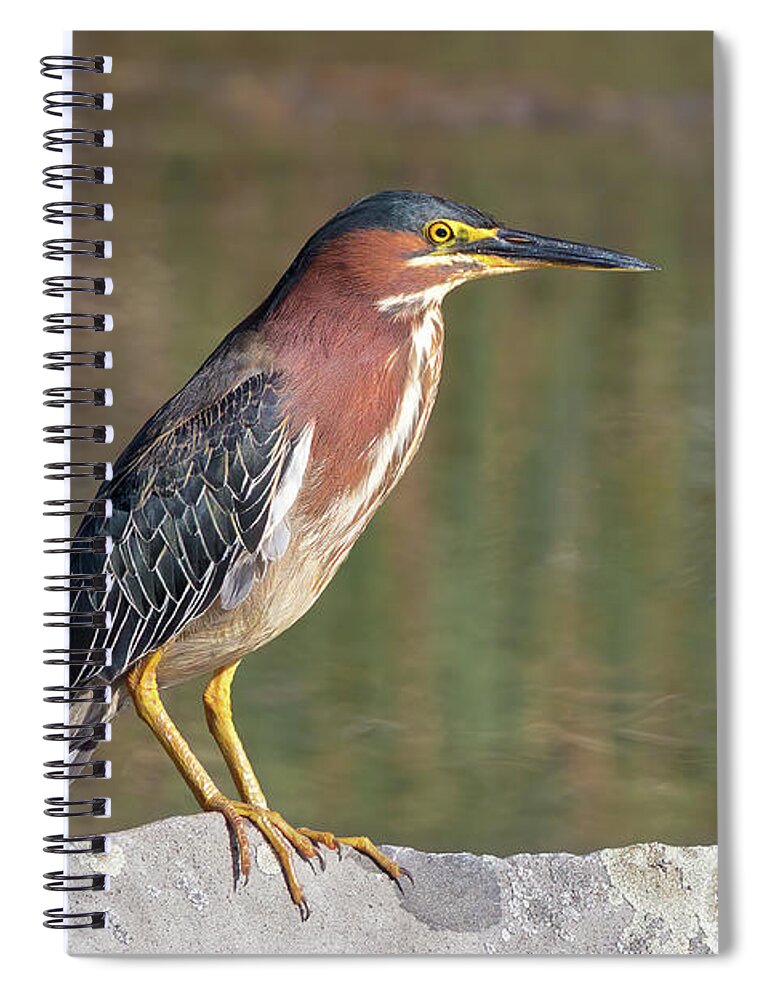 Green Heron Spiral Notebook featuring the photograph Green Heron by the Pond by Kathleen Bishop