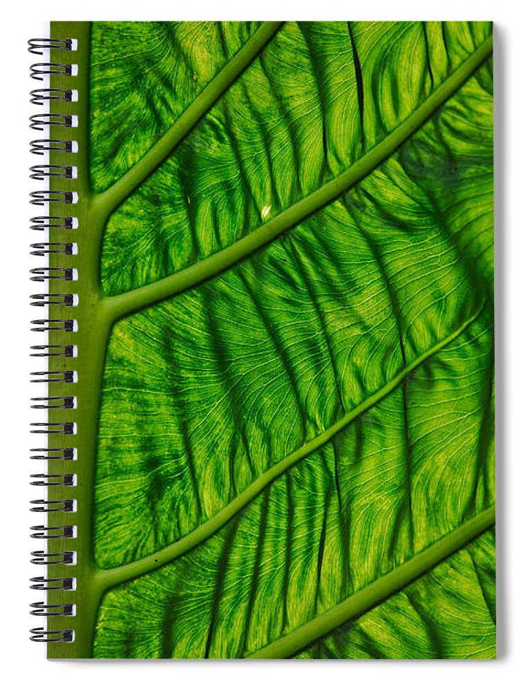 Nature Spiral Notebook featuring the photograph Green by Judy Cuddehe