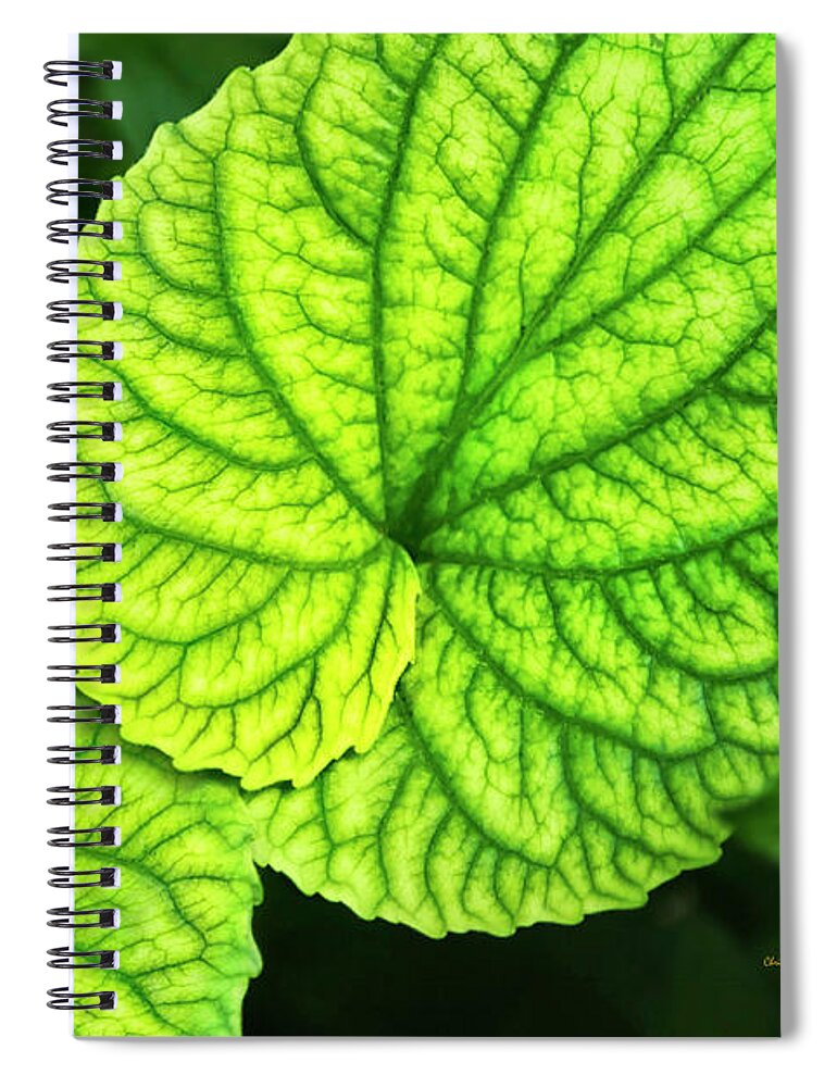 Green Leaves Spiral Notebook featuring the photograph Green Leaves Violet Leaf Pattern by Christina Rollo