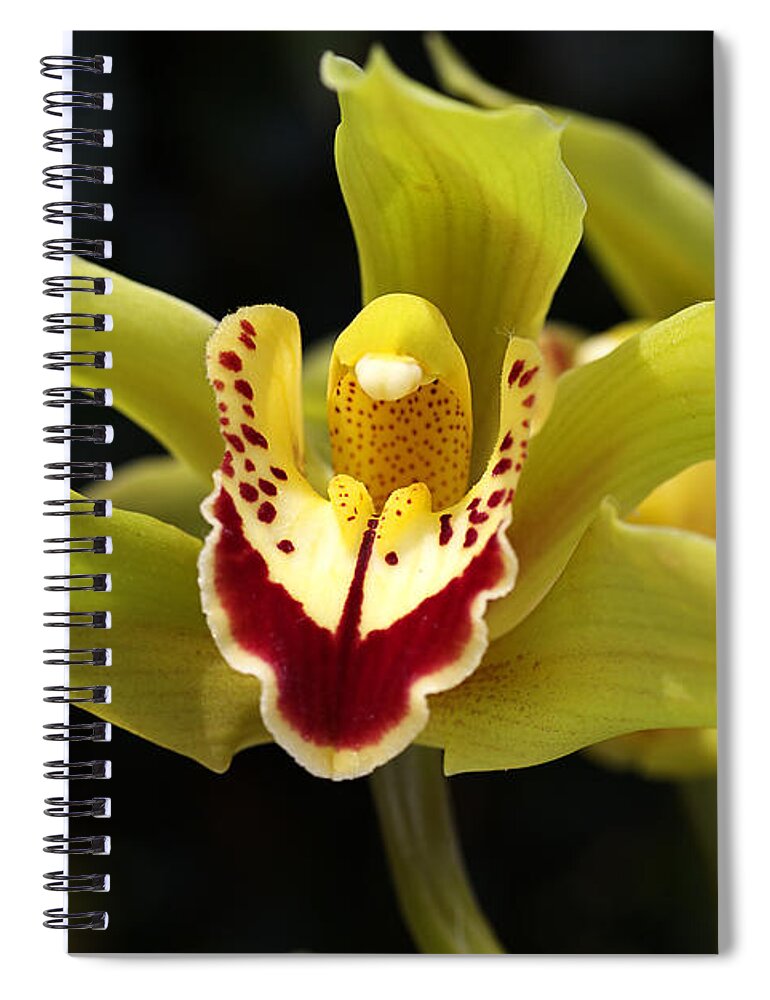Asparagales Spiral Notebook featuring the photograph Green Orchid Flower by Joy Watson