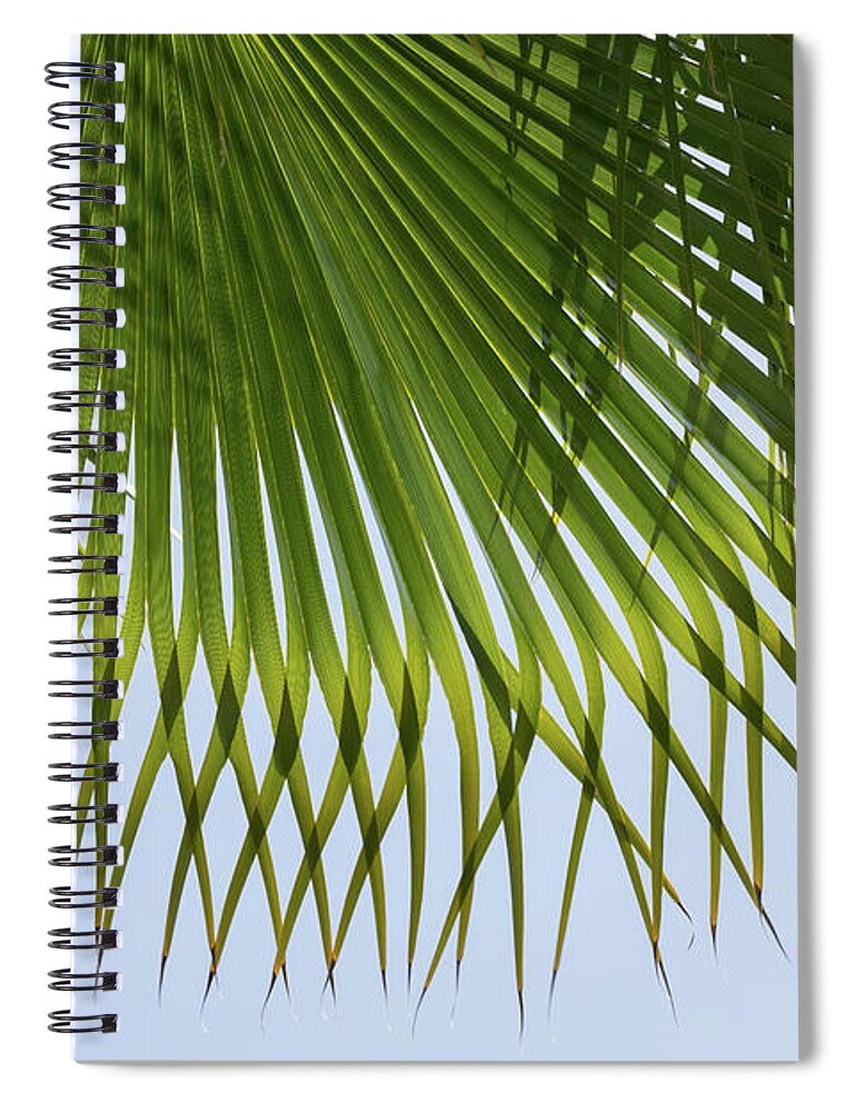 Palm Leaf Spiral Notebook featuring the photograph Green palm leaf and blue sky on the beach by Adriana Mueller