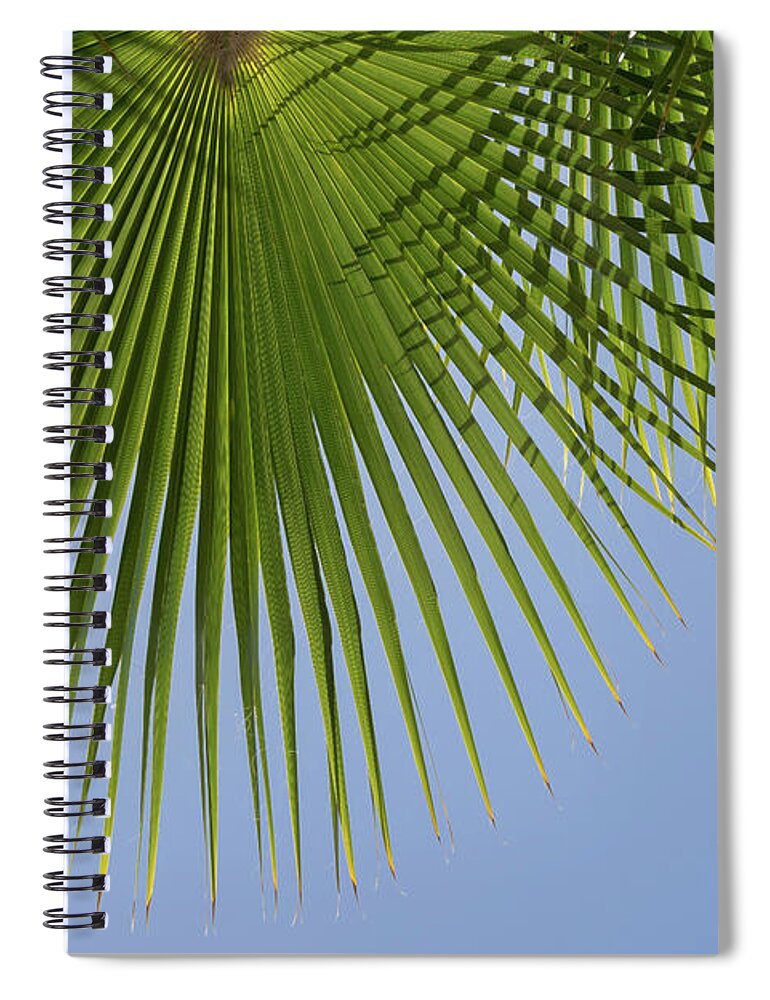 Palm Leaf Spiral Notebook featuring the photograph Green palm leaf and blue sky, summer season by Adriana Mueller