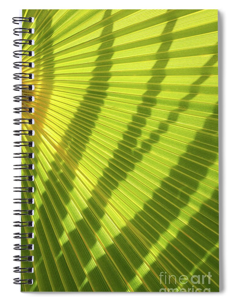 Palm Leaf Spiral Notebook featuring the photograph Green palm leaf and shadows 1 by Adriana Mueller