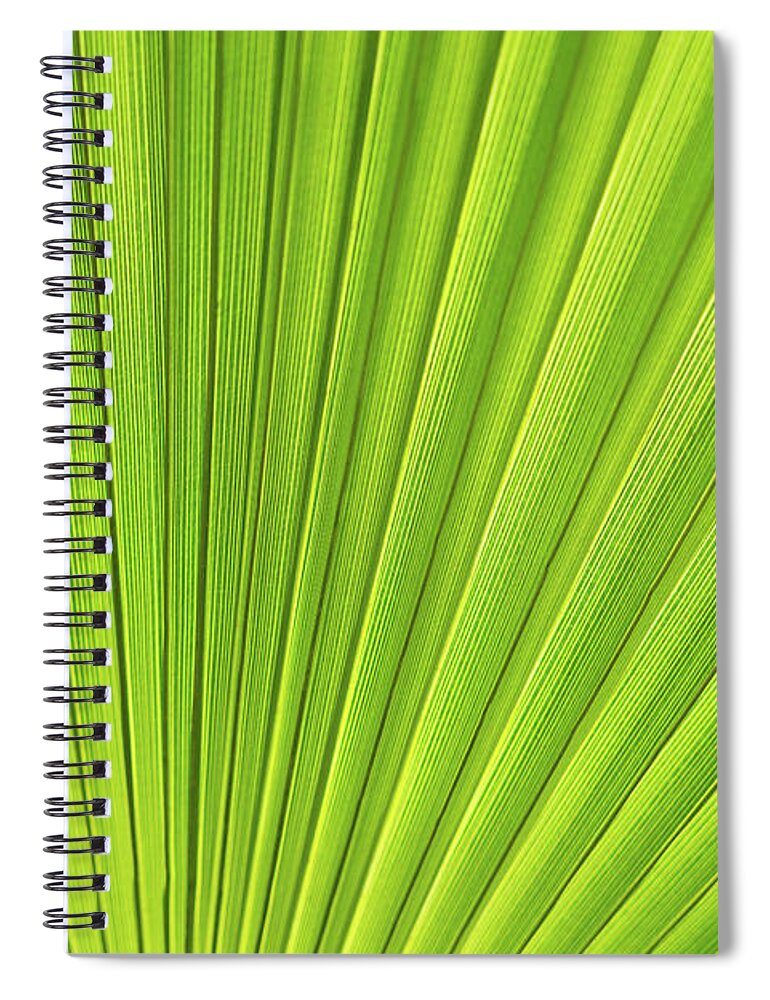 Palm Leaf Spiral Notebook featuring the photograph Green palm leaf and mediterranean sunlight by Adriana Mueller