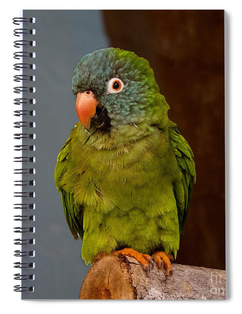 Parrot Spiral Notebook featuring the photograph Green Parrot at Sarasota Jungle Gardens by L Bosco