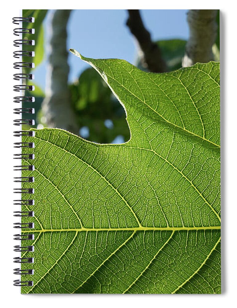 Fig Leaf Spiral Notebook featuring the photograph Green veins of a fresh fig leaf in the sunlight by Adriana Mueller