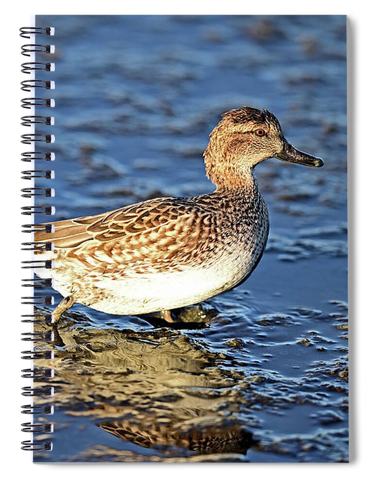 Anas Spiral Notebook featuring the photograph Green-winged Teal Juvenile by Amazing Action Photo Video