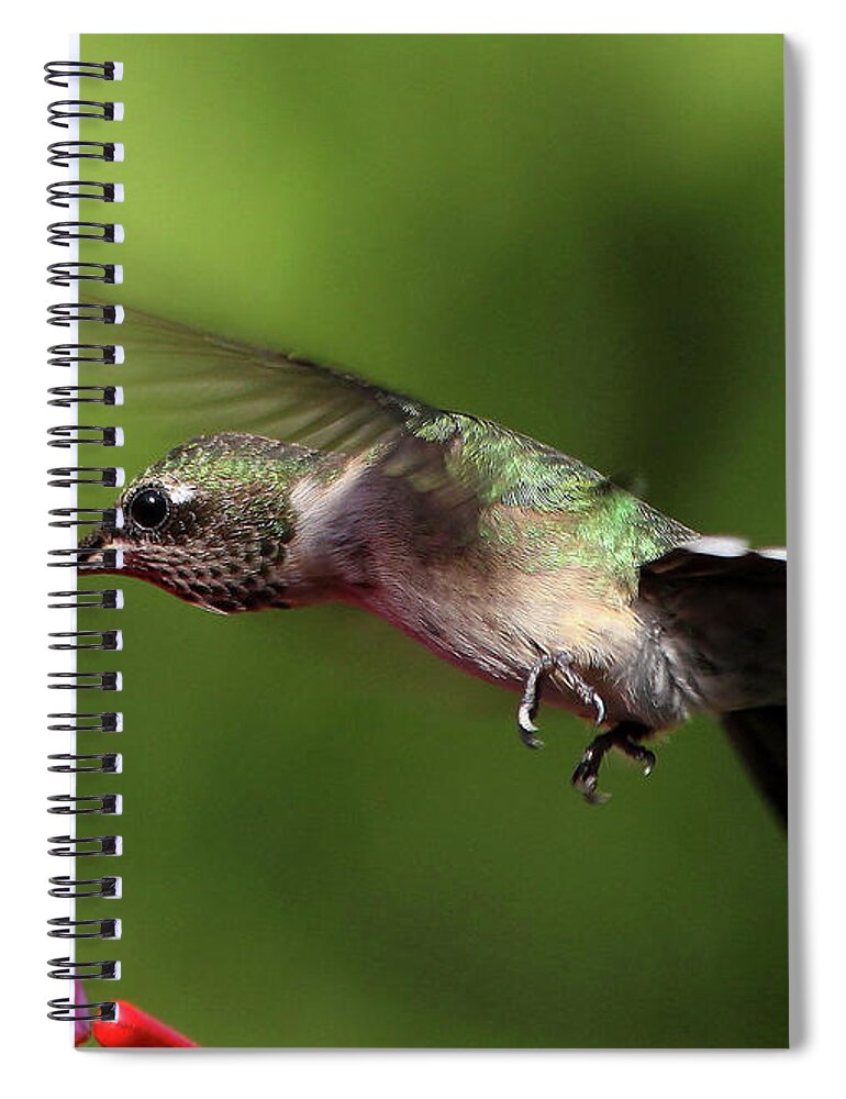 Reid Callaway Hummingbird Images Spiral Notebook featuring the photograph Greensboro GA Hummingbird Eyelashes Male Hummingbird Wildlife Art by Reid Callaway