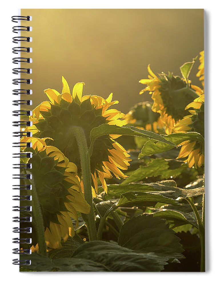 Sunflower Spiral Notebook featuring the photograph Greeting the dawn by Robert Miller
