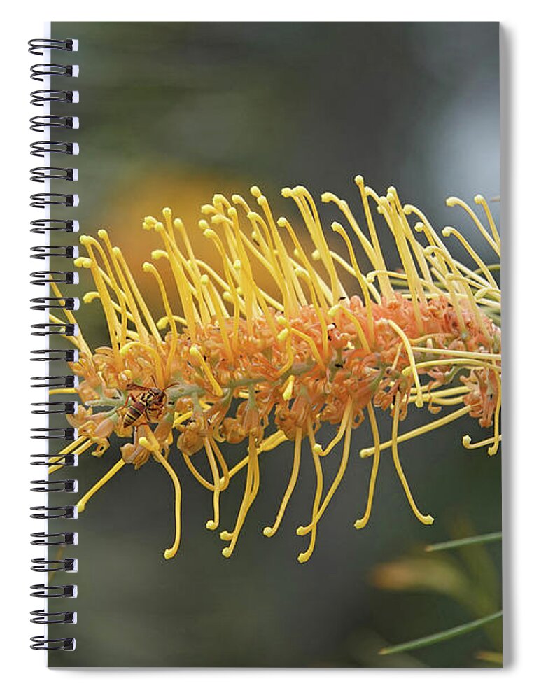 Grevillea Spiral Notebook featuring the photograph Grevillea Flower with Paper Wasp by Maryse Jansen