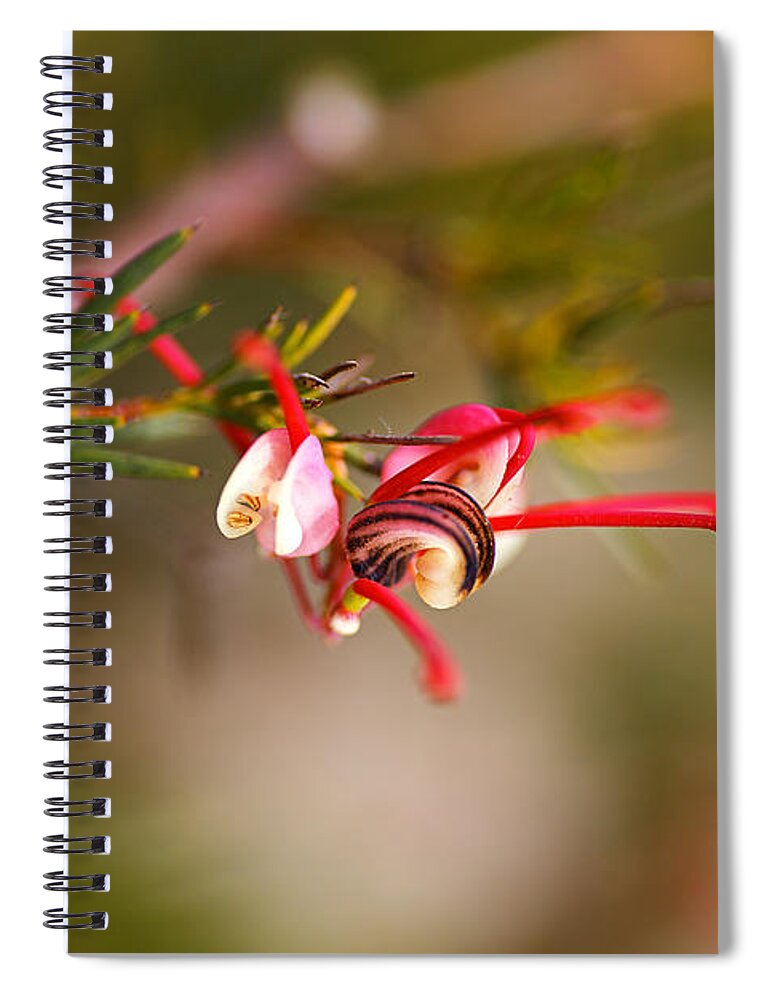 Grevillea Spiral Notebook featuring the photograph Grevillea rosmarinifolia by Joy Watson