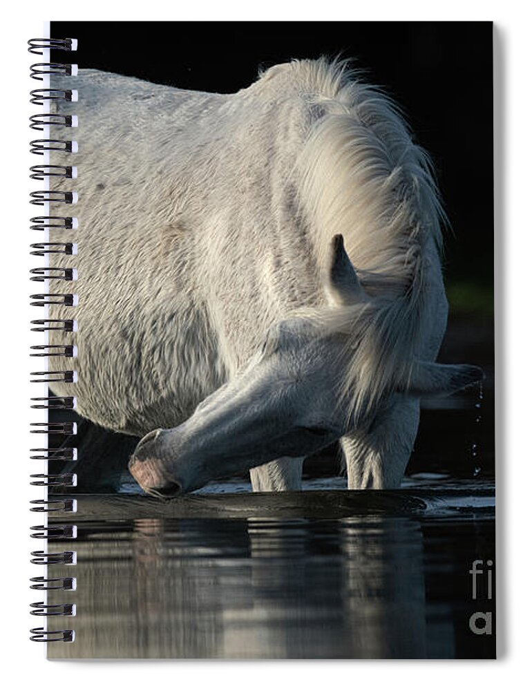Salt River Wild Horse Spiral Notebook featuring the photograph Grey Beauty by Shannon Hastings