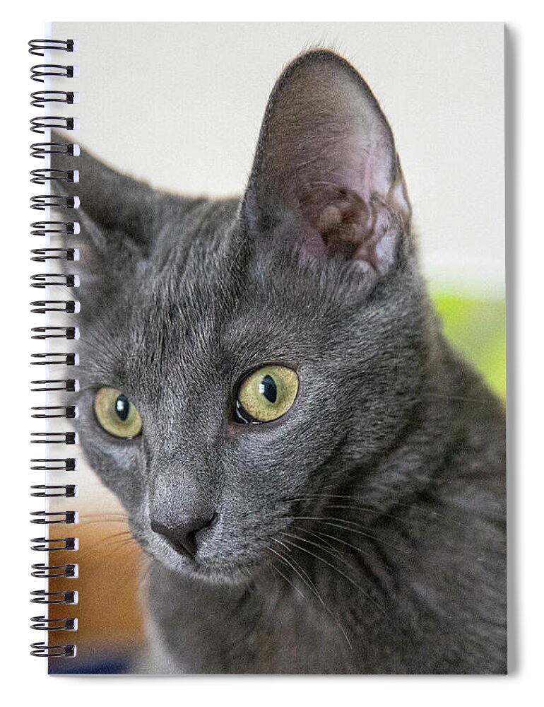 Cat Spiral Notebook featuring the photograph Grey Cat by Dart Humeston