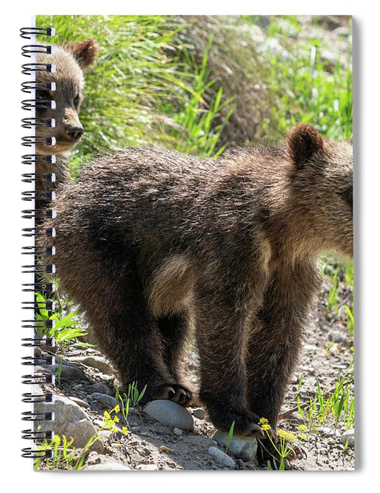 Grizzly Spiral Notebook featuring the photograph Grizzly Bear Cubs by Wesley Aston