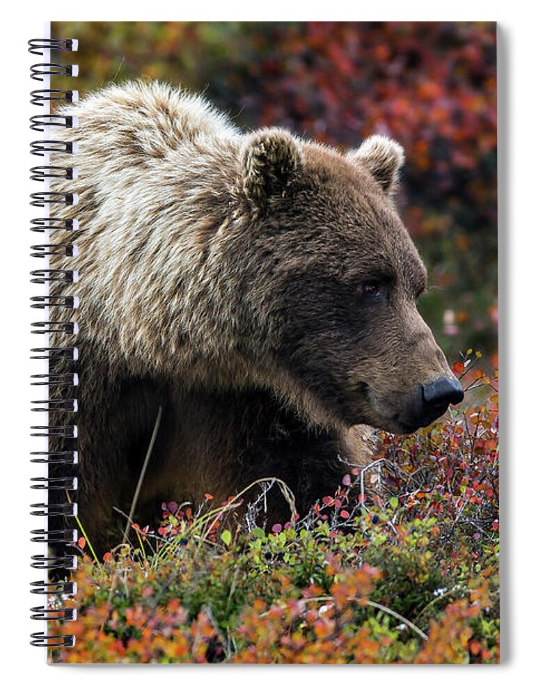 Grizzly Spiral Notebook featuring the photograph Grizzly bear in Denali national park - Alaska by Olivier Parent