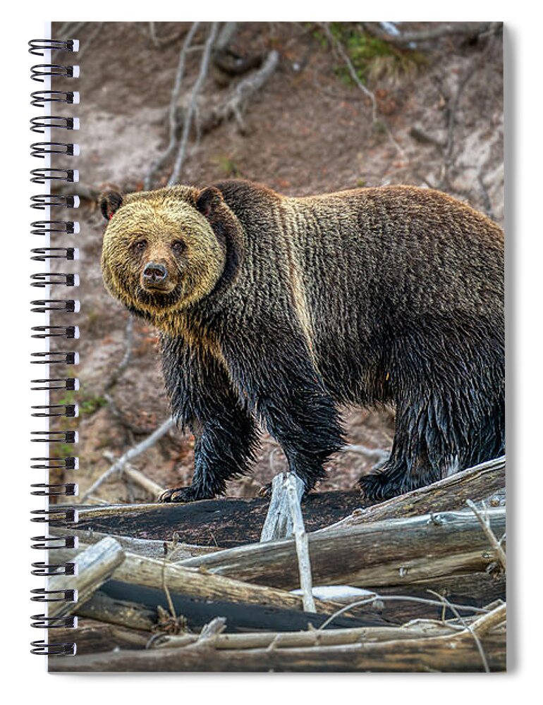 Grizzly Spiral Notebook featuring the photograph Grizzly Crossing by Kenneth Everett