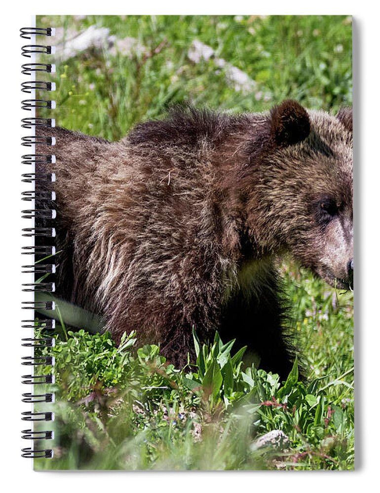  Spiral Notebook featuring the photograph Grizzly Cub by Vincent Bonafede