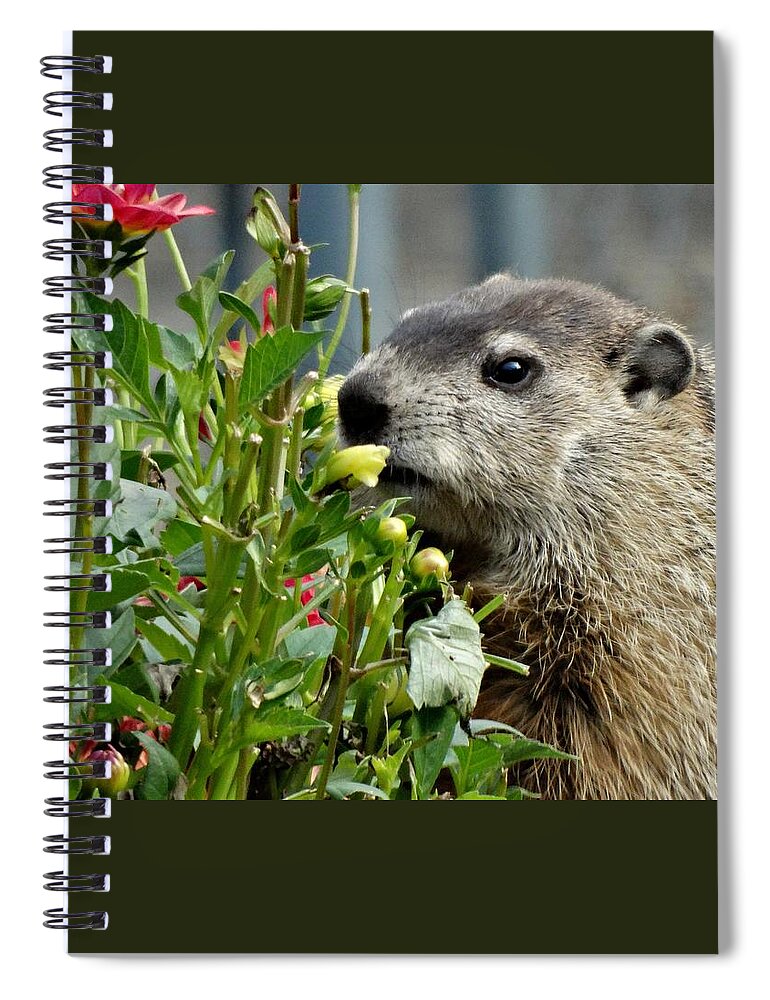 Groundhog Spiral Notebook featuring the photograph Groundhog In October by Susan Sam
