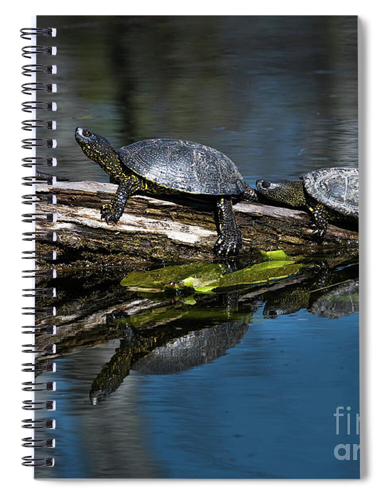 Turtle Spiral Notebook featuring the photograph European Pond Terrapin Water Turtles In The Danube Wetland National Park in Austria by Andreas Berthold