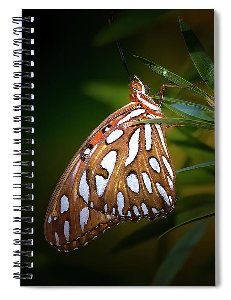 Gulf Fritillary Butterfly Spiral Notebook featuring the photograph Gulf Fritillary by Mark Andrew Thomas