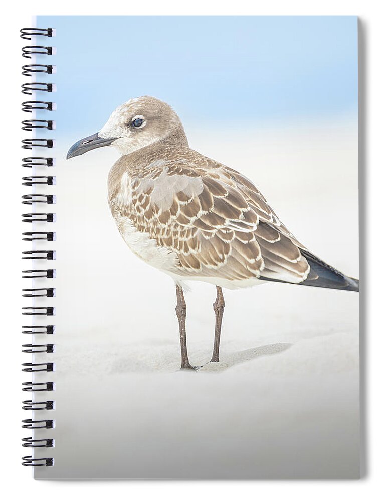 Seagull Spiral Notebook featuring the photograph Gull In The Sand Florida Emerald Coast by Jordan Hill