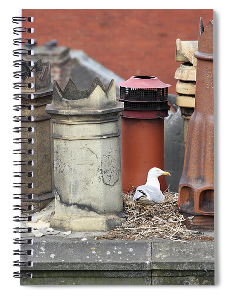 Chimney Pots Spiral Notebook featuring the photograph Gull nesting amongst chimney pots by Bryan Attewell
