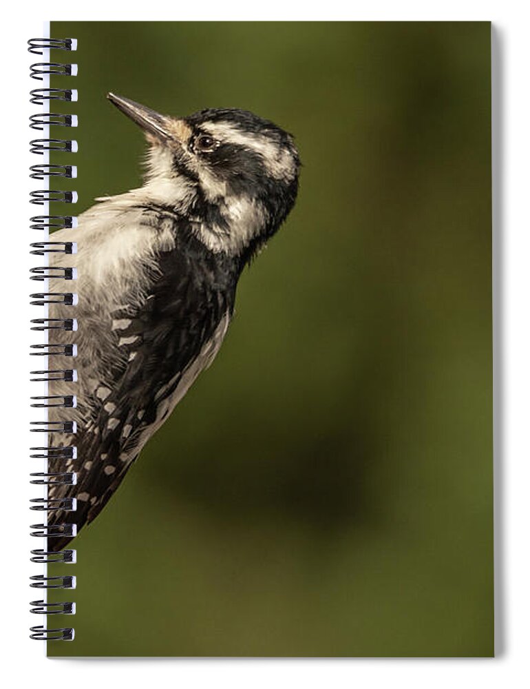 Hairy Woodpecker Spiral Notebook featuring the photograph Hairy Woodpecker by Constance Puttkemery