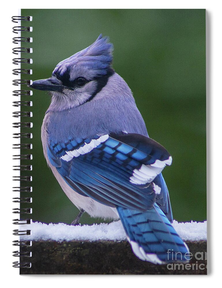 Bird Spiral Notebook featuring the photograph Handsome Fellow by Jane Axman