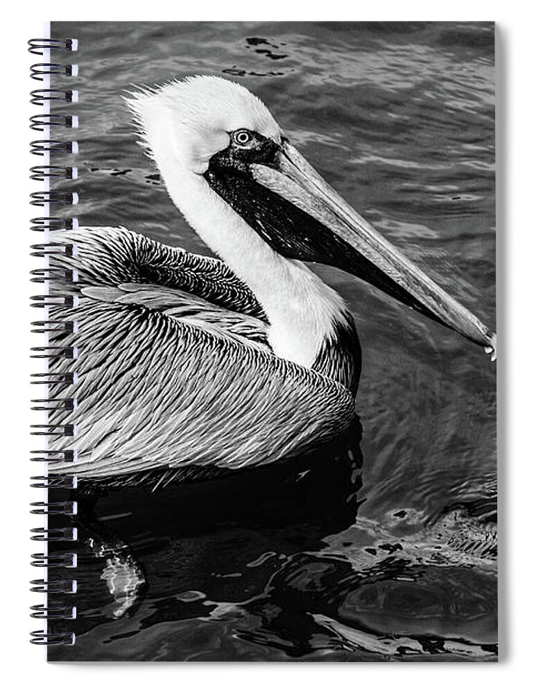 Black Spiral Notebook featuring the photograph Handsome Pelican Black and White by Debra and Dave Vanderlaan