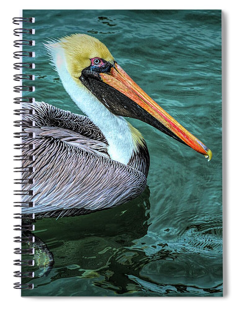 Birds Spiral Notebook featuring the photograph Handsome Pelican by Debra and Dave Vanderlaan