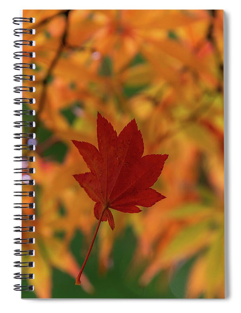 Autumn; Fall; Seattle Japanese Garden; Seattle; Japanese Maple; Fall Foliage; Nature; Autumn Colors Spiral Notebook featuring the photograph Hanging On by Emerita Wheeling