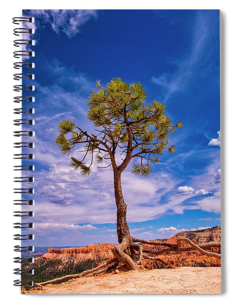 Bryce Spiral Notebook featuring the photograph Hanging On by Phil Marty