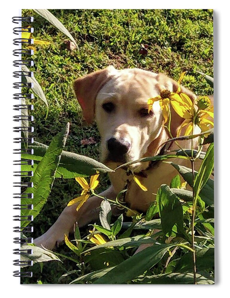 Yellow Lab Spiral Notebook featuring the photograph Hanging with the Maxamillians by Kim Galluzzo Wozniak
