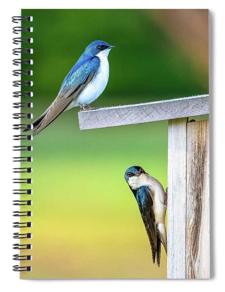 Swallow Spiral Notebook featuring the photograph Happy Couple by Brad Bellisle