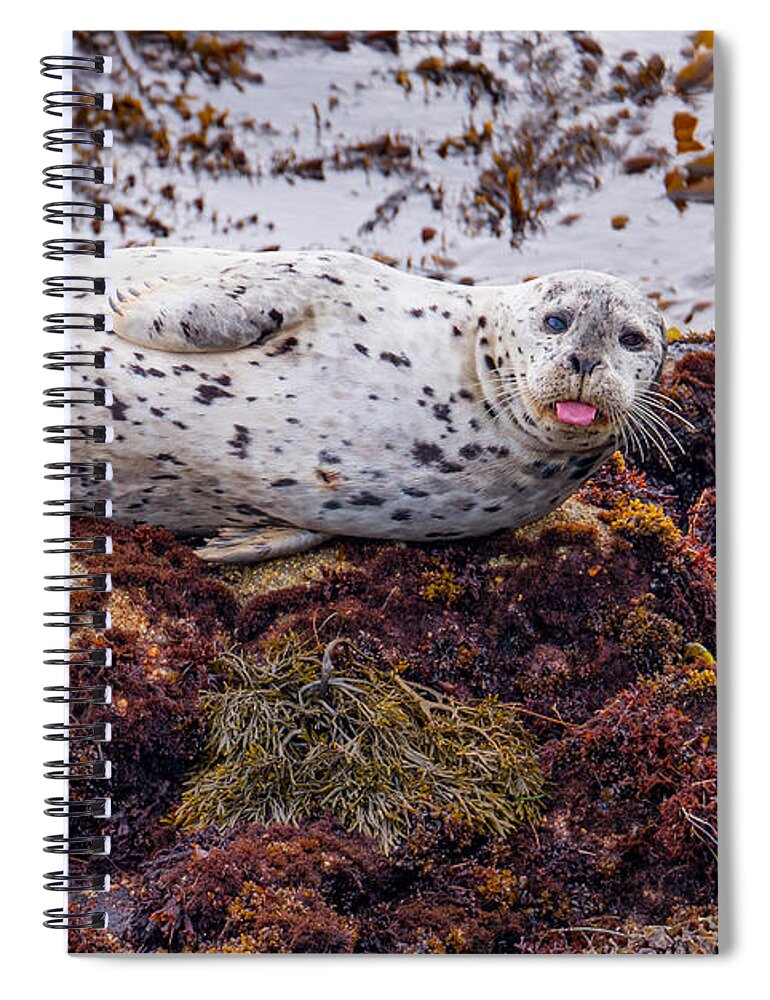 Harbor Seal Spiral Notebook featuring the photograph Happy The Harbor Seal by Derek Dean