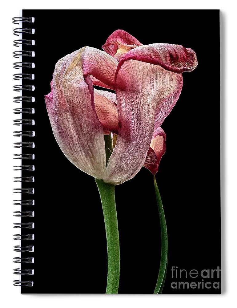 Withing Tulip Flower Associations Surreal Creative Beauty Beautiful Touching Weird Bizarre Eccentric Odd Peculiar Outlandish Unusual Imaginative Appealing Emotional Beautiful Wonderful Beauty Conceptual Singular Memorable Remarkable Striking Close Up Splendid Stunning Dramatic Impressive Effective Powerful Strong Meaningful Stylish Thoughtful Provocative Effective Telling Amazing Thoughtful Expressive Attentive Creative Black Background Philosophical Mysterious Elegance Simplicity Textural Fun Spiral Notebook featuring the photograph Happy withering tulip, beauty, thinker, black background,  by Tatiana Bogracheva