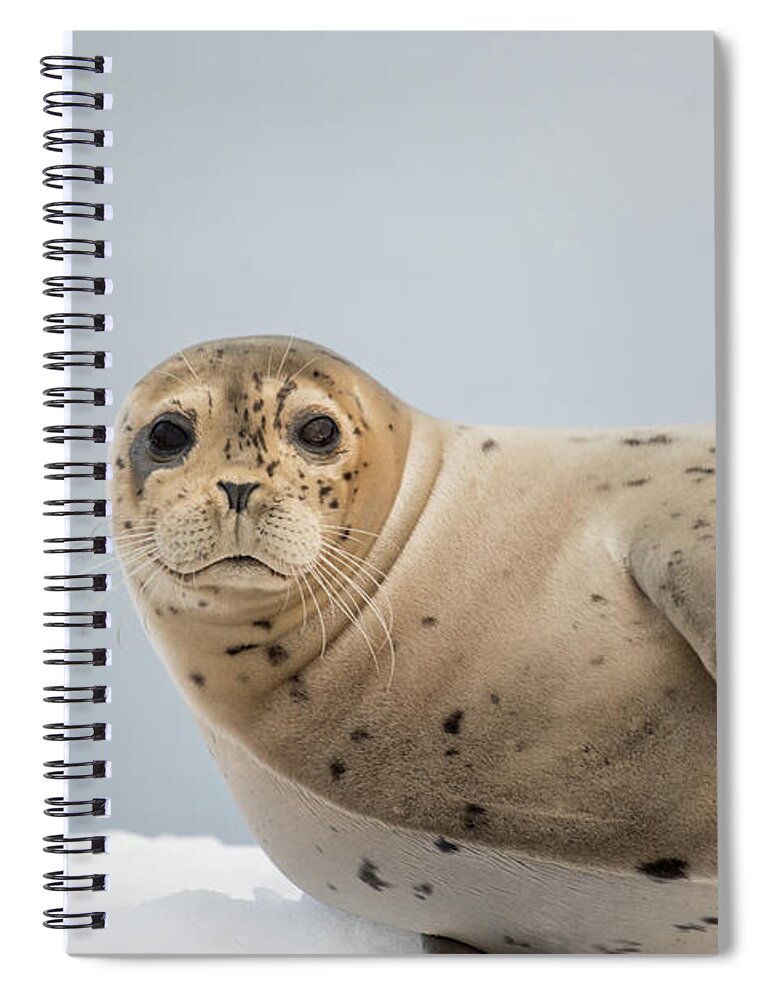 Seal Spiral Notebook featuring the photograph Harbor Seal by David Kirby