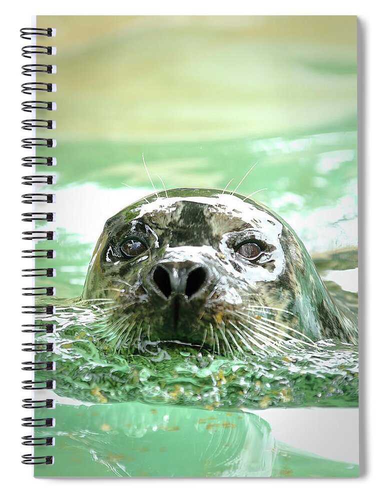 Harbor Seal Spiral Notebook featuring the photograph Harbor Seal by Lens Art Photography By Larry Trager