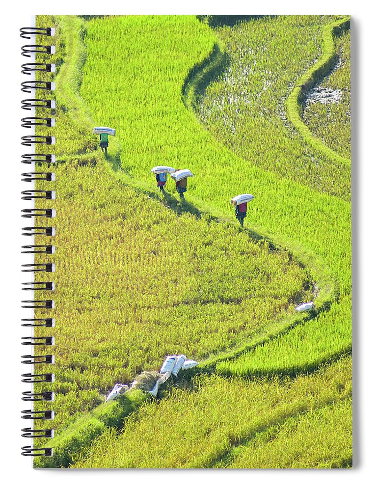 Awesome Spiral Notebook featuring the photograph Harvesting Rice by Khanh Bui Phu